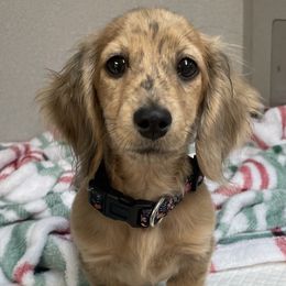Dachshunds from Prickly Arrow Pups