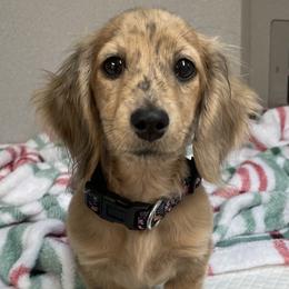 Dachshunds from Prickly Arrow Pups