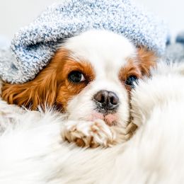 Cavalier King Charles Spaniels and Golden Retrievers from Emerald Grove Puppies