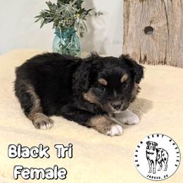 Zailey - Black tri female Miniature Australian Shepherd puppy in Jaroso, Colorado from Heaven Sent Aussies