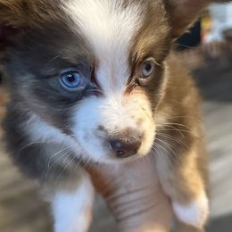 Miniature American Shepherd Puppies from Sonya Young