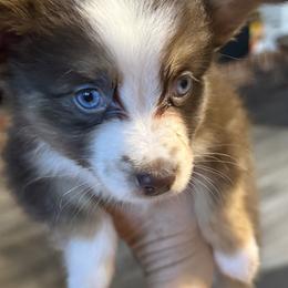 Miniature American Shepherd Puppies from Sonya Young