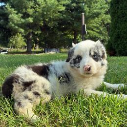 Brandy-blue Merle - Blue merle female Border Collie puppy in Chattanooga, Tennessee from Ross Vegas Kennels