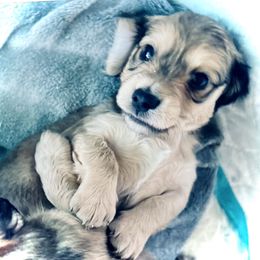 Dachshund Puppies from Northwest Dachshunds