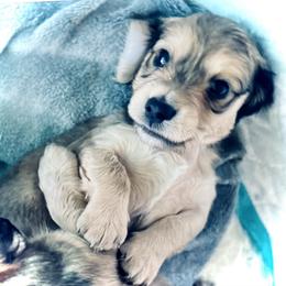 Dachshund Puppies from Northwest Dachshunds