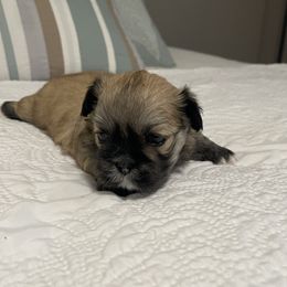 Samuel - Brown male Lhasa Apso puppy in Palm Bay, Florida from Lhasa Apso Doggy Stylez Fl