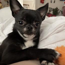 Chihuahua Puppies from Chilove Chihuahuas