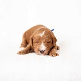 Waffles - Red  male Goldendoodle puppy in Meridian, Idaho from Country Club Doodles