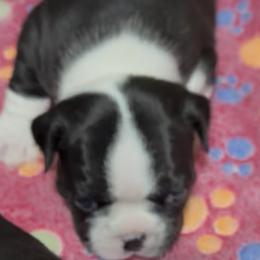 Female - Black and white female Boston Terrier puppy in Mc Donough, Georgia from Ballard Boston Terriers