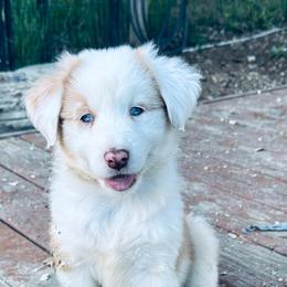 Sugar - Sable female Aussiedoodle puppy in Hempstead, Texas from Young Gun Aussies