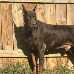 Nero - Doberman Pinscher