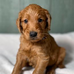 Rufus - Red  male Goldendoodle puppy in Osage City, Kansas from Golden Ridge Goldens