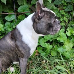 Boston Terriers from Aiguier's Bostons