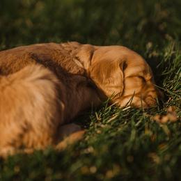 Golden Retriever Puppies from Rocky Mountain Field Goldens