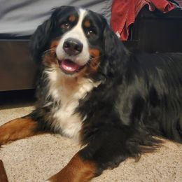 Bernese Mountain Dogs and French Bulldogs from Hideaway Acres