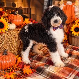 Clover - Black female Goldendoodle puppy in Sanderson, Florida from Serenity Goldendoodles