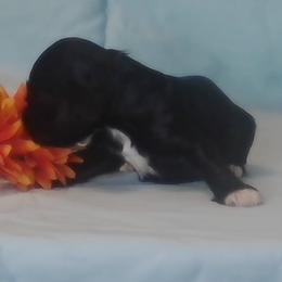 Julia - Black female Cocker Spaniel puppy in Crossville, Tennessee from Timber Sunrise Cockers