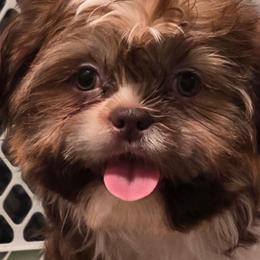 Boy One - Tricolor male Shih Tzu puppy in New Bern, North Carolina from Kuddly Creatures