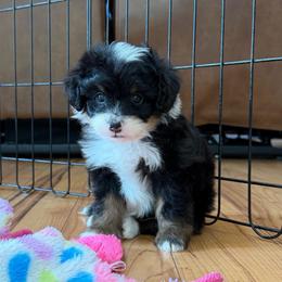 Tricolor Female 1 - Tri-color female Bernedoodle puppy in Brooksville, Florida from Kruger Doodles