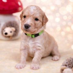 Dior - Gold male Bordoodle puppy in Conway, Missouri from 2J 2K Bordoodles