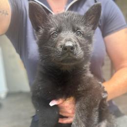 Blue collar - Black male German Shepherd puppy in Canterbury, Connecticut from Nachtwaechter German Shepherds, LLC