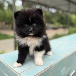 Baxter - Black parti male Pomeranian puppy in San Antonio, Texas from San Antonio Pomeranian