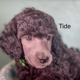Tide - Silver male Poodle puppy in Greenville, North Carolina from Grace Poodles