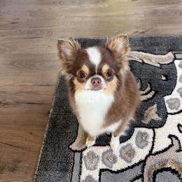 Boags - Chihuahua