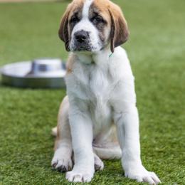 Anatolian Shepherd Dog Puppies from Fiddler’s Dream Anatolians