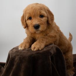 Sage Brown Boy - Apricot male Goldendoodle puppy in Lafayette, Alabama from Sweethaven Kennels
