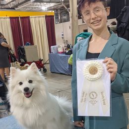 American Eskimo Dogs and Border Collies from Mondenkind Border Collies and Guidingstars American Eskimos