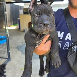 Black 3 - Black female Cane Corso puppy in Kaufman, Texas from Phantom Corsos