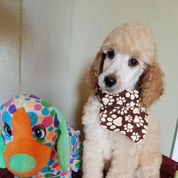 Poodles from Clicks Standards