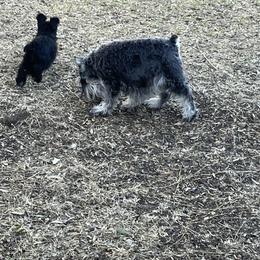 Australian Shepherd, Miniature Australian Shepherd, and Miniature Schnauzer Puppies from Rocky Mountain Aussies