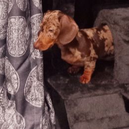Dachshund All Grown Up from SatillaDachs