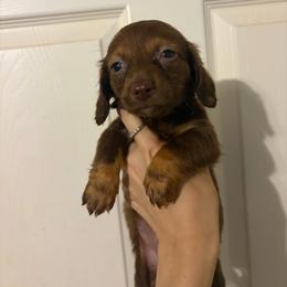 Milky Way - Chocolate and tan female Dachshund puppy in Conroe, Texas from R&M Dachshunds