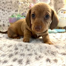 Bunny - Red Dachshund puppy in Hensley, Arkansas from The Dachshund Barn