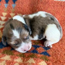 Boy 3 - Dapple male Dachshund puppy in Okeechobee, Florida from HotShot Kennels