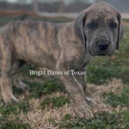 Sergeant - Brindle male Great Dane puppy in Mc Kinney, Texas from Bright Danes of Texas