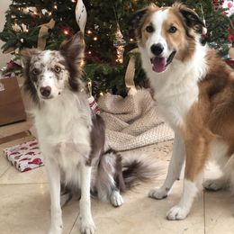 Border Collies from C2C Border Collies