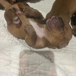 Male Red (Rusty) - Red and white male Basset Hound puppy in Oviedo, Florida from Boss Farms