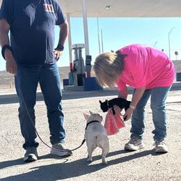 Princess - female French Bulldog puppy in El Paso, Texas from Briana's French Bulldogs