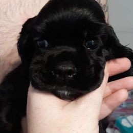 Cocker Spaniel and Doberman Pinscher Puppies from Tamra's
