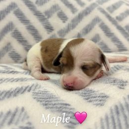 Maple - Piebald female Dachshund puppy in Aiken, South Carolina from State Eight Dachshunds