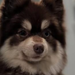 Pomskies and Siberian Huskies from L.A Pomskys
