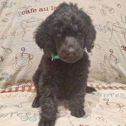 Java - Black male Poodle puppy in Lubbock, Texas from Hidden Gems