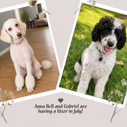 Poodle puppies from Gentle Paw Goldendoodles