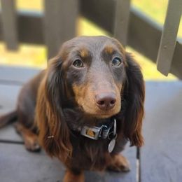 Briar - Dachshund