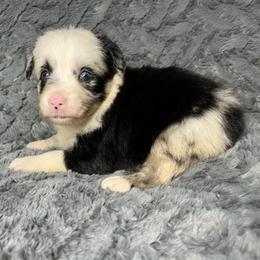 Bo - Blue merle male Miniature Australian Shepherd puppy in Alabama from SBA Aussies