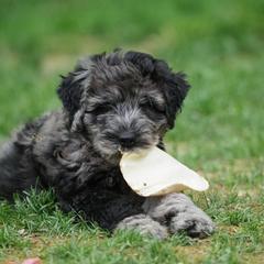 Bergamasco Sheepdog Puppies from Silver Pastori Bergamascos